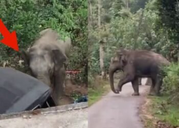 ಮನೆ ಮುಂದೆ ನಿಲ್ಲಿಸಿದ್ದ ಆಟೋ ಜಖಂಗೊಳಿಸಿದ ಪುಂಡಾನೆ.. ವಿಡಿಯೋ ವೈರಲ್‌!