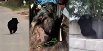 ಕಾಂಪೌಂಡ್‌ ಹಾರಿ ಶಿವಮೊಗ್ಗ ಏರ್ಪೋರ್ಟ್​​ಗೆ ನುಗ್ಗಿದ ‘ಜಾಂಬವಂತ’ನ ಸೆರೆ!