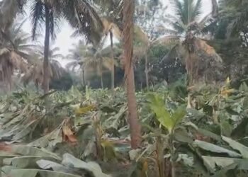ರಾತ್ರೋರಾತ್ರಿ 2 ಎಕರೆ ಬಾಳೆ ತೋಟ ನಾಶ ಮಾಡಿದ ದುಷ್ಕರ್ಮಿಗಳು