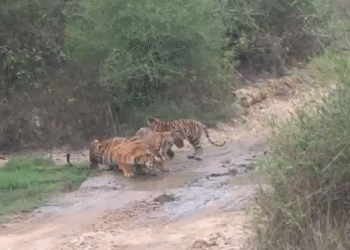 ಸಫಾರಿಗರಿಗೆ ಸೂಪರ್ ಮಾರ್ನಿಂಗ್.. ಬಂಡೀಪುರದಲ್ಲಿ ಮರಿಗಳೊಟ್ಟಿಗೆ ದರ್ಶನ ನೀಡಿದ ಹುಲಿ