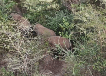 ಗಜಶಿಲಾಪುರಿಗೆ ಎಂಟ್ರಿ ಕೊಟ್ಟ ಗಜಪಡೆ