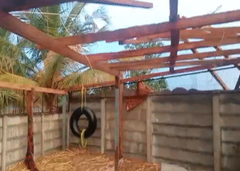 ರಾತ್ರಿ ಸುರಿದ ಬಿರುಗಾಳಿ ಸಹಿತ ಮಳೆಗೆ ಕೋಳಿ ಸಾಕಾಣಿಕೆ ಮನೆಯ ಮೇಲ್ಛಾವಣಿ ಕುಸಿತ