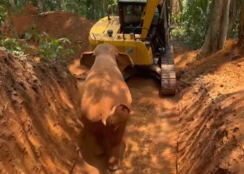 ಪುತ್ತೂರಲ್ಲಿ ಮುಕ್ತಾಯಗೊಂಡ ಕಾರ್ಯಾಚರಣೆ : ಬಾವಿಯಿಂದ ಹೊರಬಂದು ತೋಟದತ್ತ ಹೋದ ಕಾಡಾನೆ