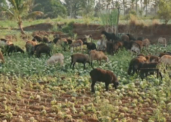 ಕ್ಯಾಬೇಜ್ ದರ ಪಾತಾಳಕ್ಕೆ.. ರೈತರು ಜಾನುವಾರು ಬಿಟ್ಟು  ಬೆಳೆ ನಾಶ