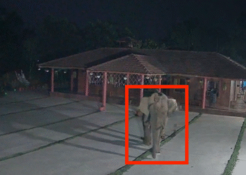 ಮಲೆನಾಡಿನಲ್ಲಿ ಕಾಡಾನೆ ಹಾವಳಿ – ಹೋಂಸ್ಟೇ ಬಳಿ ರೌಂಡ್ಸ್ ಹಾಕಿದ ಒಂಟಿ ಸಲಗ!