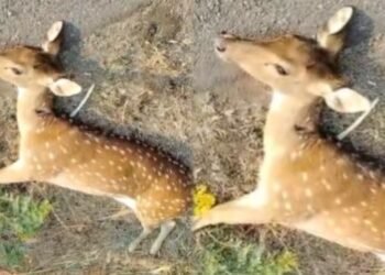 ರಸ್ತೆ ದಾಟುತ್ತಿದ್ದಾಗ ಅಪರಿಚಿತ ವಾಹನ ಡಿಕ್ಕಿ.. ಜಿಂಕೆ ಸ್ಥಳದಲ್ಲೇ ಸಾವು!