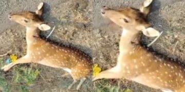 ರಸ್ತೆ ದಾಟುತ್ತಿದ್ದಾಗ ಅಪರಿಚಿತ ವಾಹನ ಡಿಕ್ಕಿ.. ಜಿಂಕೆ ಸ್ಥಳದಲ್ಲೇ ಸಾವು!