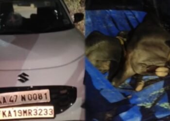 ವಾಹನದ ನಂಬರ್ ಪ್ಲೇಟ್ ಬದಲಾಯಿಸಿ ಗೋ ಕಳ್ಳತನಕ್ಕೆ ಯತ್ನ!