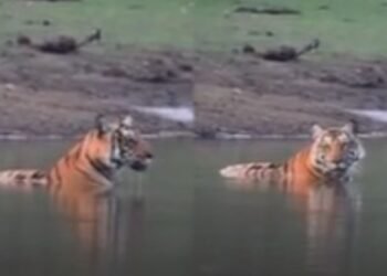 ಬಿಸಿಲಿನ ಬೇಗೆಗೆ ಕಬಿನಿ ನೀರಲ್ಲಿ ವಿಶ್ರಮಿಸಿದ ಹುಲಿ