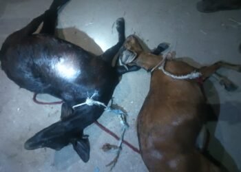 ಮೇಕೆಗಳ ಕೊಟ್ಟಿಗೆಗೆ ನುಗ್ಗಿ ಚಿರತೆ ದಾಳಿ.. 1 ಮೇಕೆ ಎಳೆದೋಯ್ದು, 3 ಮೇಕೆಗೆ ಕಚ್ಚಿ ಗಾಯ