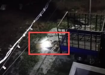 ಗೋ ಶಾಲೆಗೆ ನುಗ್ಗಿ ಹಸು ಕೊಂದ ಚಿರತೆ!