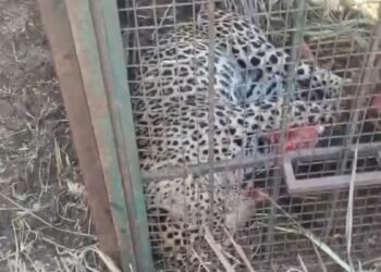 ಚಾಮರಾಜನಗರ : ಹುಲಿ ಸೆರೆಗೆ ಇಟ್ಟಿದ್ದ ಬೋನಿಗೆ ಬಿದ್ದ 4 ವರ್ಷದ ಚಿರತೆ!