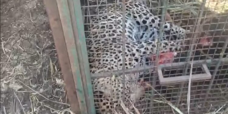 ಚಾಮರಾಜನಗರ : ಹುಲಿ ಸೆರೆಗೆ ಇಟ್ಟಿದ್ದ ಬೋನಿಗೆ ಬಿದ್ದ 4 ವರ್ಷದ ಚಿರತೆ!