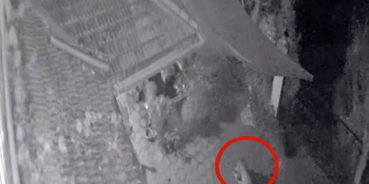 ಸುಬ್ರಹ್ಮಣ್ಯ : ಮನೆಯಂಗಳದಲ್ಲಿದ್ದ ನಾಯಿಯನ್ನು ಹೊತ್ತೊಯ್ದ ಚಿರತೆ.. ಸಿಸಿಟಿವಿಯಲ್ಲಿ ದೃಶ್ಯ ಸೆರೆ