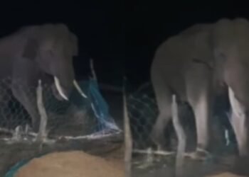 ಕರೆಂಟ್​ ಹೊಡೆಯುತ್ತಾ ಇಲ್ವಾ? ಈ ಚಾಲಾಕಿ ಕಾಡಾನೆ ತಂತಿ ಬೇಲಿ ದಾಟಿದ ಸ್ಟೈಲೇ ಬೇರೆ!