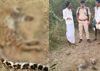 ಮುಳ್ಳುಹಂದಿಯನ್ನು ಬೇಟೆಯಾಡಲು ಹೋಗಿ ಚಿರತೆ ಸಾವು