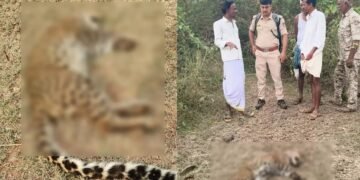 ಮುಳ್ಳುಹಂದಿಯನ್ನು ಬೇಟೆಯಾಡಲು ಹೋಗಿ ಚಿರತೆ ಸಾವು