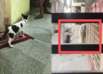 ಬೆಕ್ಕು ಮರಿ ಹಾಕಿದ್ದಕ್ಕೆ ಮಾಲೀಕರ ನಡುವೆ ಫೈಟ್‌!