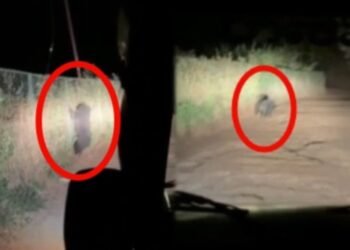 ಚಿಕ್ಕಮಗಳೂರಲ್ಲಿ ಜೀಪ್ಗೆ ಅಡ್ಡ ಸಿಕ್ಕ ಜಾಂಬವಂತ