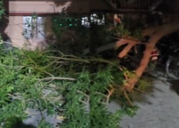 ಗಾಳಿ ಇಲ್ಲ.. ಮಳೆ ಇಲ್ಲ.. ಯಶವಂತಪುರದಲ್ಲಿ ಧರೆಗುರುಳಿದ ಬೃಹತ್‌ ಮರ