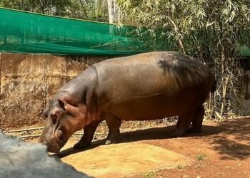 ಪಶುವೈದ್ಯೆ ಸಮೀಕ್ಷಾಳನ್ನು ಬಲಿ ಪಡೆದಿದ್ದ ನೀರಾನೆ ಹಂಸಿನಿಯೂ ಸಾವು!