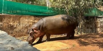 ಪಶುವೈದ್ಯೆ ಸಮೀಕ್ಷಾಳನ್ನು ಬಲಿ ಪಡೆದಿದ್ದ ನೀರಾನೆ ಹಂಸಿನಿಯೂ ಸಾವು!