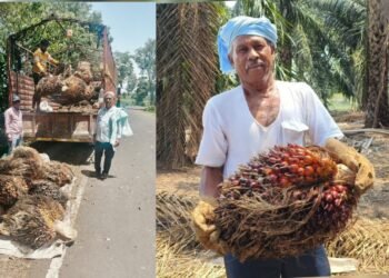 ತಾಳೆ ಬೆಳೆಯಲ್ಲಿ ದಾಖಲೆ ಬರೆದ ಬೆಳಗಾವಿ ರೈತ!
