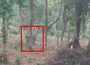 ಮಲೆನಾಡಲ್ಲಿ ಹೆಚ್ಚಿದ ಕಾಡಾನೆ ಹಾವಳಿ.. ಮನೆಯ ಬಳಿಯೇ ಪ್ರತ್ಯಕ್ಷವಾದ ಒಂಟಿ ಸಲಗ