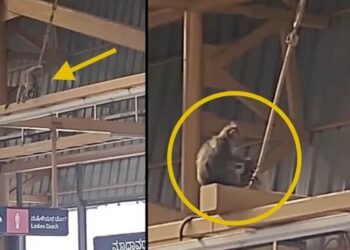 ತನ್ನ ಮಗುವಿನ ಅಸ್ಥಿಪಂಜರ ಹೊತ್ತು ಅಲೆದಾಡಿದ ತಾಯಿ ಕೋತಿ – ನಮ್ಮ ಮೆಟ್ರೋ ನಿಲ್ದಾಣದಲ್ಲಿ ಮನಕಲಕುವ ದೃಶ್ಯ!