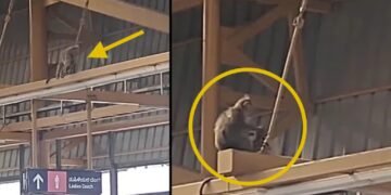 ತನ್ನ ಮಗುವಿನ ಅಸ್ಥಿಪಂಜರ ಹೊತ್ತು ಅಲೆದಾಡಿದ ತಾಯಿ ಕೋತಿ – ನಮ್ಮ ಮೆಟ್ರೋ ನಿಲ್ದಾಣದಲ್ಲಿ ಮನಕಲಕುವ ದೃಶ್ಯ!