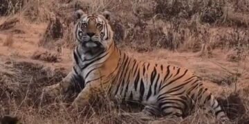 ಕೆಮ್ಮಣ್ಣುಗುಂಡಿ ಅರಣ್ಯದಲ್ಲಿ ‘ವ್ಯಾಘ್ರ’ ದರ್ಶನ – ಪ್ರವಾಸಿಗರ ಕ್ಯಾಮೆರಾದಲ್ಲಿ ದೃಶ್ಯ ಸೆರೆ!