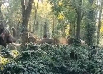 ಕಾವಾಡಿಗನ ಮೇಲೆಯೇ ದಾಳಿ ಮಾಡಿದ ಸಾಕಾನೆ ಸುಗ್ರೀವ!