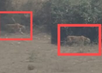 ಮೈಸೂರಿನ ಹಾದನೂರು ಗ್ರಾಮದಲ್ಲಿ ಹುಲಿ ಪ್ರತ್ಯಕ್ಷ – ಗ್ರಾಮಸ್ಥರಲ್ಲಿ ಭೀತಿ!