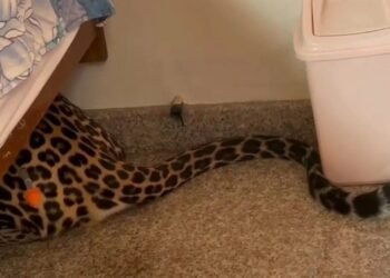 ಮನೆಗೆ ನುಗ್ಗಿ ಮಂಚದ ಕೆಳಗೆ ಅವಿತು ಕುಳಿತ ಚಿರತೆ.. ಹೌಹಾರಿದ ಕುಟುಂಬಸ್ಥರು!