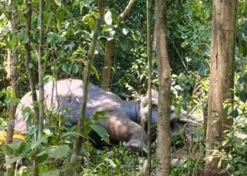 ಕೊನೆಗೂ ಸೆರೆ ಸಿಕ್ಕ ನರಹಂತಕ ಪುಂಡಾನೆ – ಮೂರು ದಿನಗಳ ಆಪರೇಷನ್‌ ಯಶಸ್ವಿ!