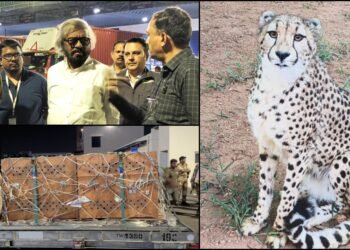 ಆಫ್ರಿಕಾದಿಂದ ಬೆಂಗಳೂರಿಗೆ ಬಂತು ಗಂಡು, ಹೆಣ್ಣು ಚೀತಾ.. ಮಧ್ಯರಾತ್ರಿ ಸಚಿವರಿಂದ ಗ್ರ್ಯಾಂಡ್​ ವೆಲ್ಕಮ್​!