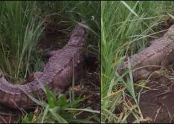 ನದಿ ಬಿಟ್ಟು ಕೃಷಿ ಜಮೀನಿಗೆ ನುಗ್ಗಿದ ಬೃಹತ್‌ ಮೊಸಳೆ – ಬೆಚ್ಚಿಬಿದ್ದ ಗ್ರಾಮಸ್ಥರು!