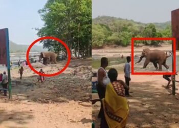 ನದಿಯಲ್ಲಿ ಆಟವಾಡುತ್ತಿದ್ದಾಗ ಕಾಡಾನೆ ದಾಳಿ.. ದಿಕ್ಕಾಪಾಲಾಗಿ ಓಡಿದ ಪ್ರವಾಸಿಗರು!