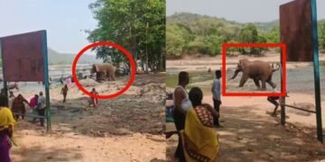 ನದಿಯಲ್ಲಿ ಆಟವಾಡುತ್ತಿದ್ದಾಗ ಕಾಡಾನೆ ದಾಳಿ.. ದಿಕ್ಕಾಪಾಲಾಗಿ ಓಡಿದ ಪ್ರವಾಸಿಗರು!