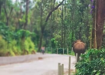 ರೇಷನ್ ತರಲು ಹೋಗುತ್ತಿದ್ದ ವೇಳೆ ಕಾಡಾನೆ ದಾಳಿ.. ವ್ಯಕ್ತಿ ಸಾವು!