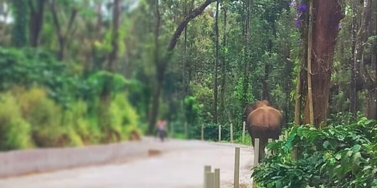 ರೇಷನ್ ತರಲು ಹೋಗುತ್ತಿದ್ದ ವೇಳೆ ಕಾಡಾನೆ ದಾಳಿ.. ವ್ಯಕ್ತಿ ಸಾವು!