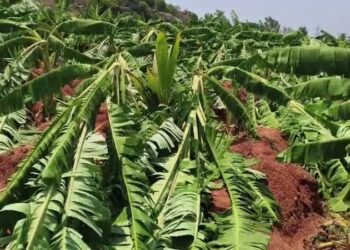 ಪತ್ನಿಯ ಮಾಂಗಲ್ಯ ಅಡವಿಟ್ಟು ಬೆಳೆದಿದ್ದ 3 ಎಕರೆ ಬಾಳೆ ತೋಟ ನೆಲಸಮ.. ರೈತ ಕಂಗಾಲು!