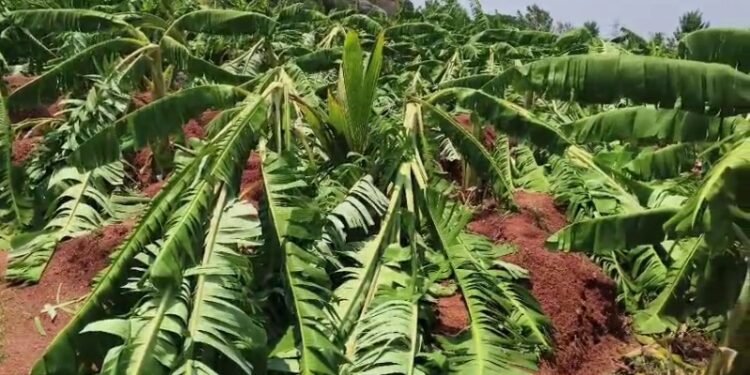 ಪತ್ನಿಯ ಮಾಂಗಲ್ಯ ಅಡವಿಟ್ಟು ಬೆಳೆದಿದ್ದ 3 ಎಕರೆ ಬಾಳೆ ತೋಟ ನೆಲಸಮ.. ರೈತ ಕಂಗಾಲು!