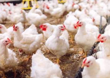 ಕೋಳಿ ಮಾಂಸ ಪ್ರಿಯರೇ ಎಚ್ಚರ..! ಎಚ್ಚರ..!