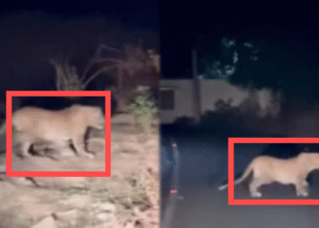 ಬನ್ನೇರುಘಟ್ಟದಲ್ಲಿ ಮತ್ತೆ ಕಾಣಿಸಿಕೊಂಡ ಚಿರತೆ – ಮೊಬೈಲ್ನಲ್ಲಿ ದೃಶ್ಯ ಸೆರೆ