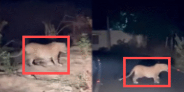 ಬನ್ನೇರುಘಟ್ಟದಲ್ಲಿ ಮತ್ತೆ ಕಾಣಿಸಿಕೊಂಡ ಚಿರತೆ – ಮೊಬೈಲ್‌ನಲ್ಲಿ ದೃಶ್ಯ ಸೆರೆ