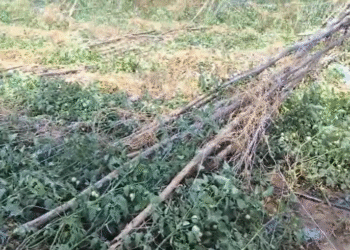 ಬಿರುಗಾಳಿ ಸಹಿತ ಆಲಿಕಲ್ಲು ಮಳೆ : ಟೊಮ್ಯಾಟೋ ಬೆಳೆ ನಾಶ