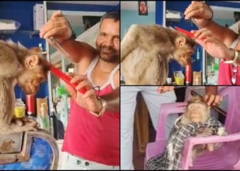 ಸಲೂನ್‌ಗೆ ಬಂದು ಹೇರ್‌ ಕಟ್‌ ಮಾಡಿಸಿಕೊಂಡ ಮಂಗಣ್ಣ.. ವಿಡಿಯೋ ವೈರಲ್‌!