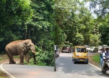 ಚಾರ್ಮಾಡಿ ಘಾಟಿಯಲ್ಲಿ ಒಂಟಿ ಸಲಗ ಪ್ರತ್ಯಕ್ಷ!