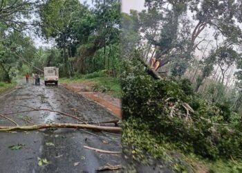 ಮಲೆನಾಡಲ್ಲಿ ಬಿರುಗಾಳಿ ಮಳೆ ಆರ್ಭಟ.. ಧರೆಗುರುಳಿದ ಬೃಹತ್‌ ಮರ